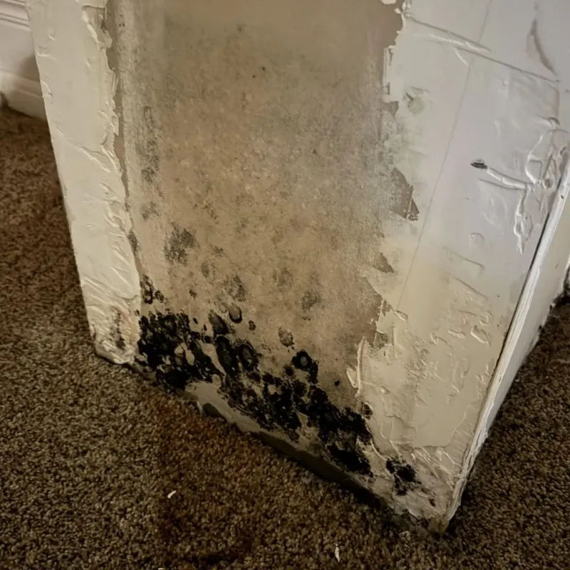 Professional Mold Removal in Fayetteville, GA